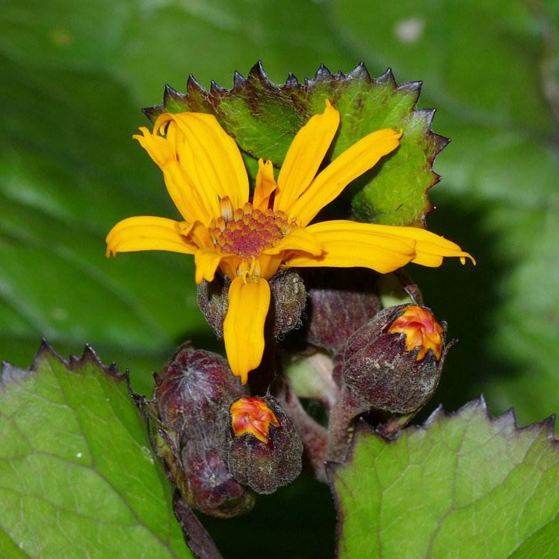 Summer Ragwort photo 2