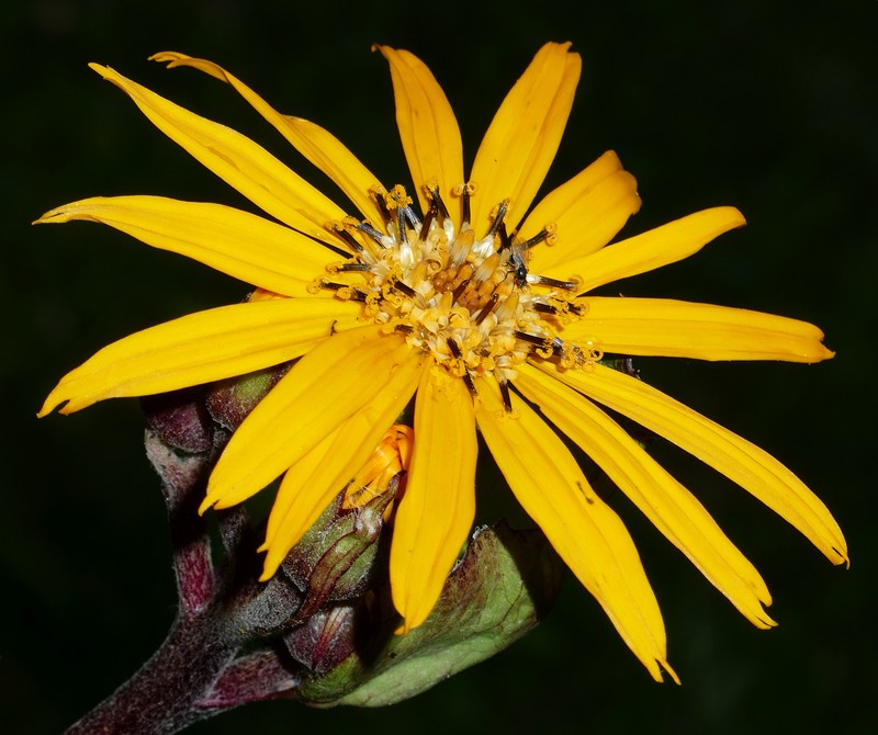 Summer Ragwort photo 3