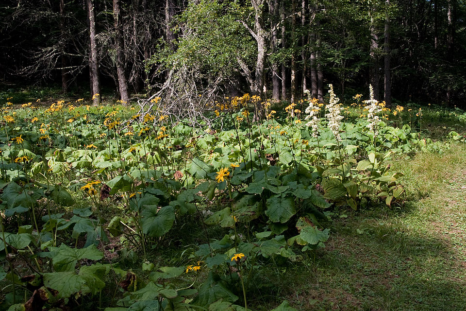 Summer Ragwort photo 4