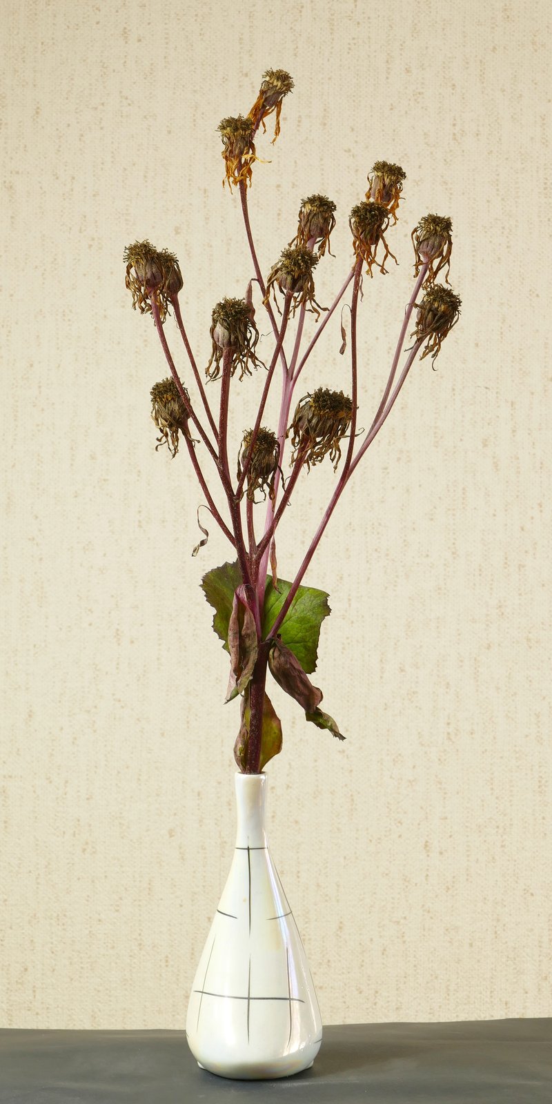Summer Ragwort photo 6