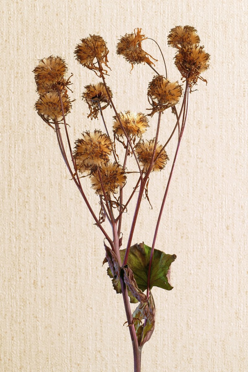 Summer Ragwort photo 7