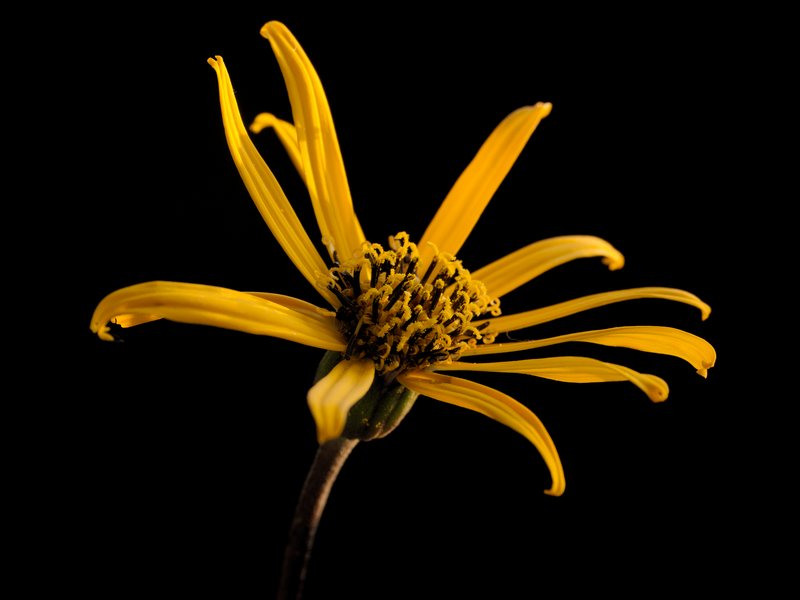 Summer Ragwort photo 8