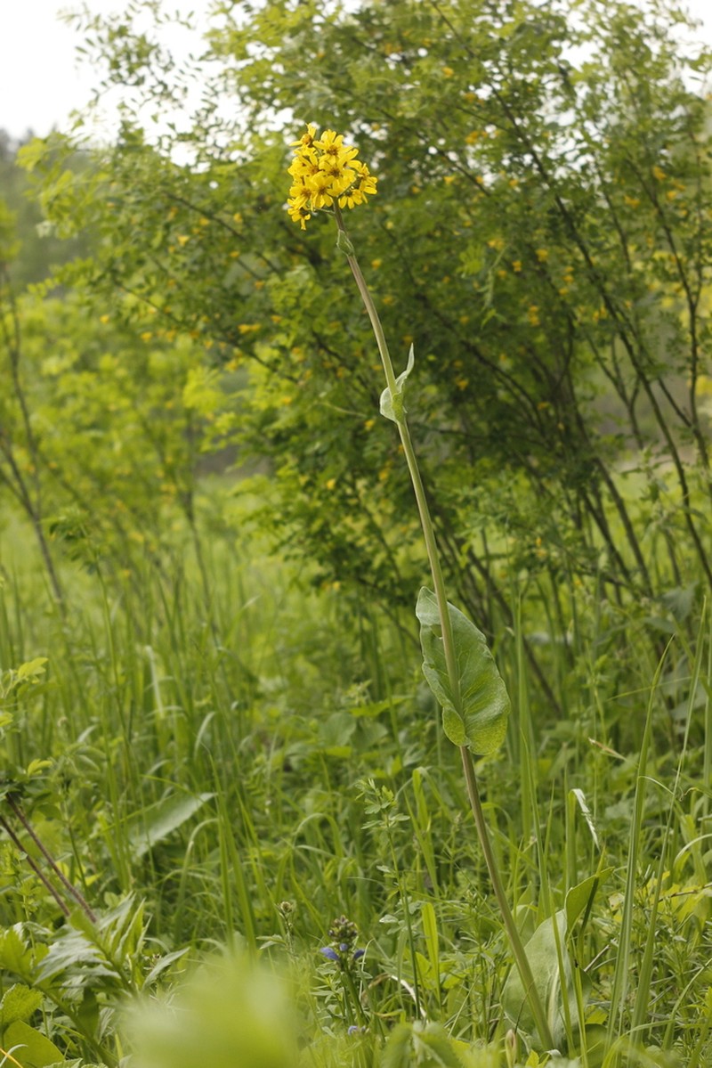 Ligularia glauca