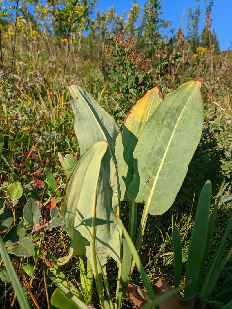 Ligularia glauca photo 2