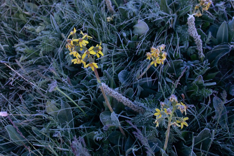 Ligularia glauca photo 3