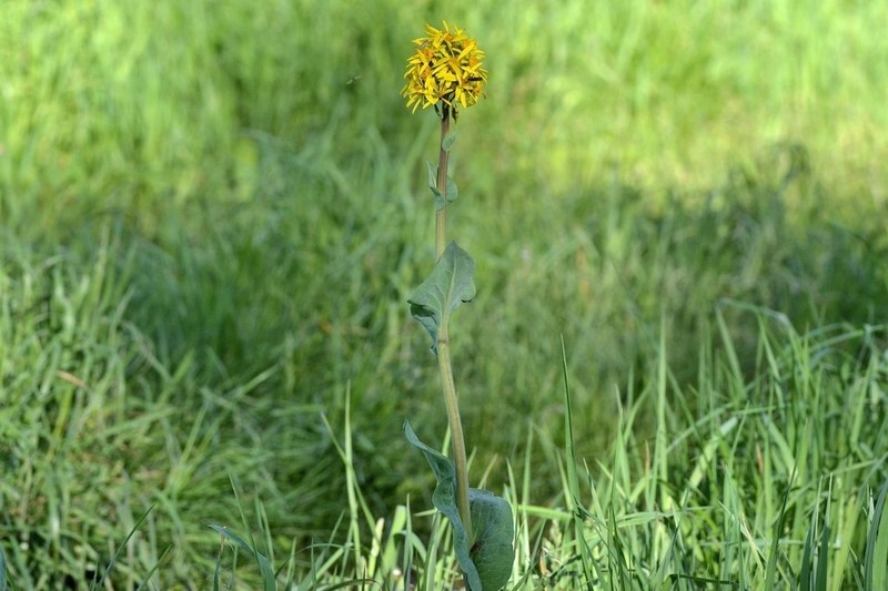 Ligularia glauca photo 4