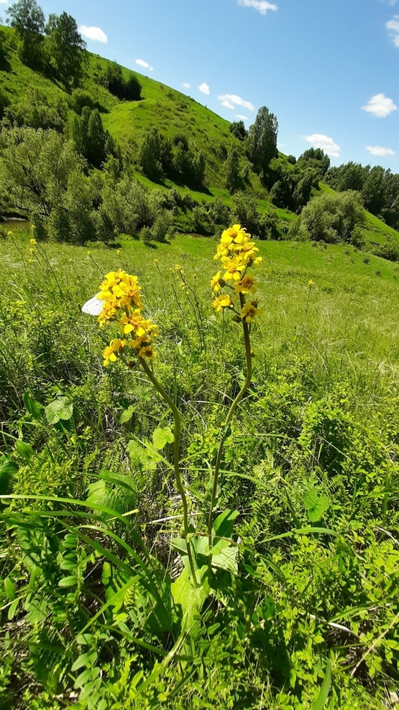 Ligularia glauca photo 5