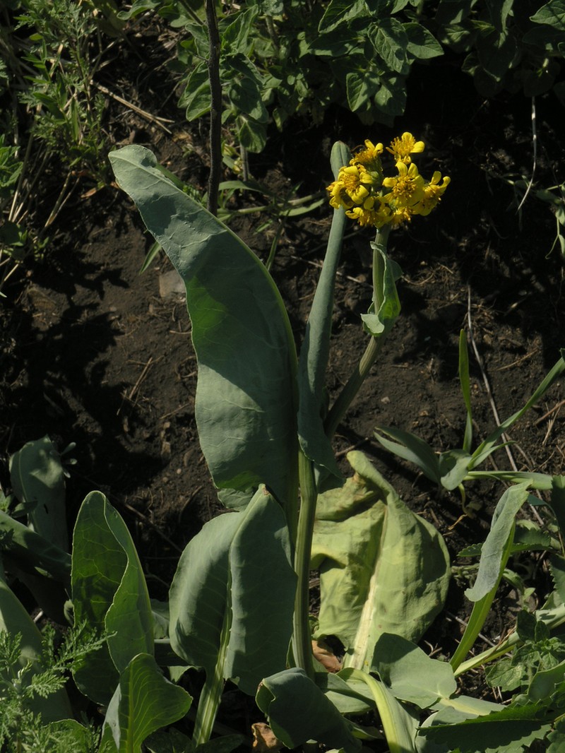 Ligularia glauca photo 6
