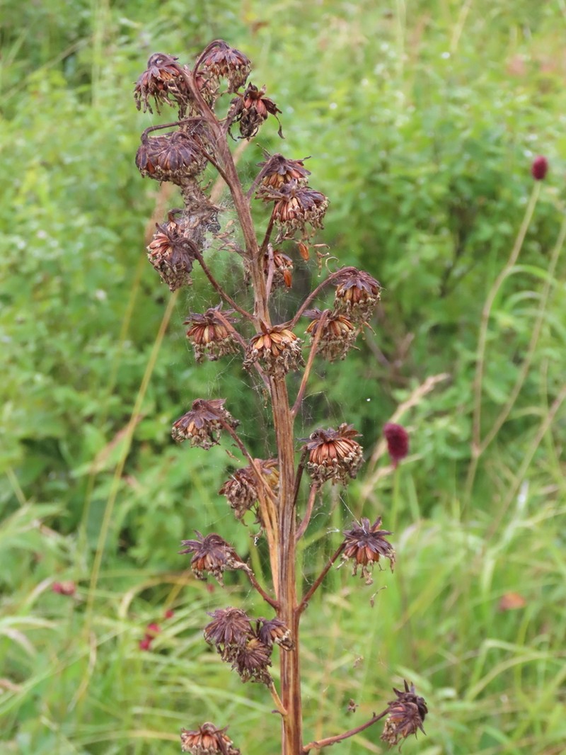 Ligularia glauca photo 7