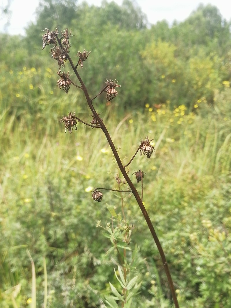 Ligularia glauca photo 8