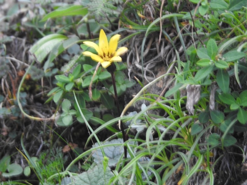 Ligularia monocephala