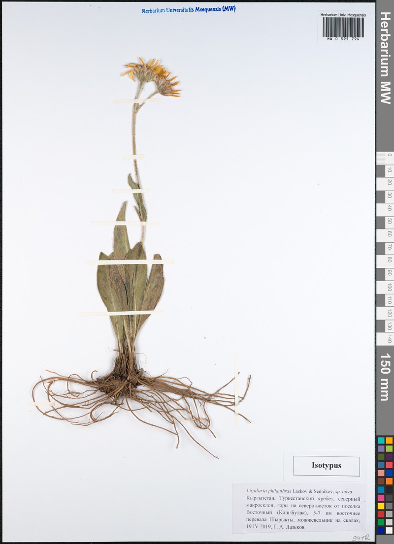 Ligularia philanthrax