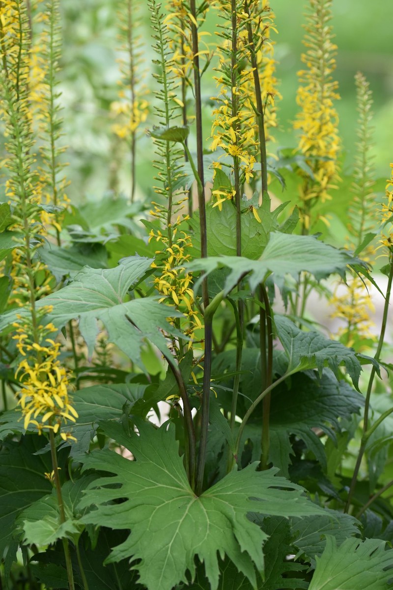 Ligularia stenocephala var. stenocephala