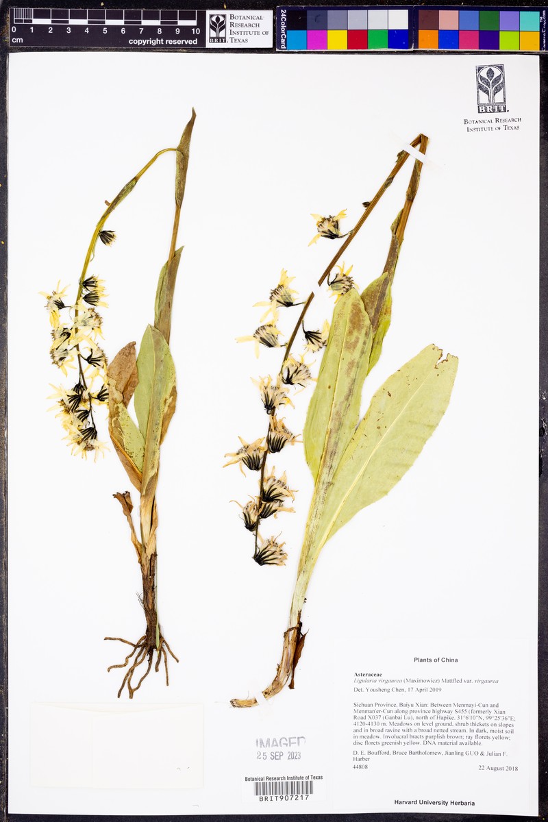 Ligularia virgaurea var. virgaurea