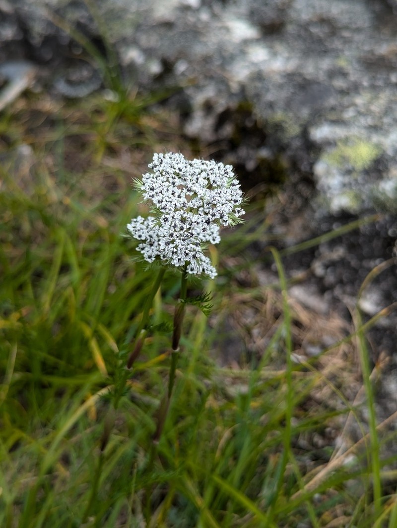Ligusticopsis involucrata