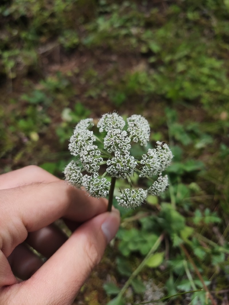 Ligusticopsis involucrata photo 2