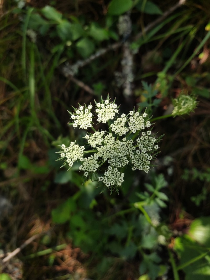 Ligusticopsis involucrata photo 3