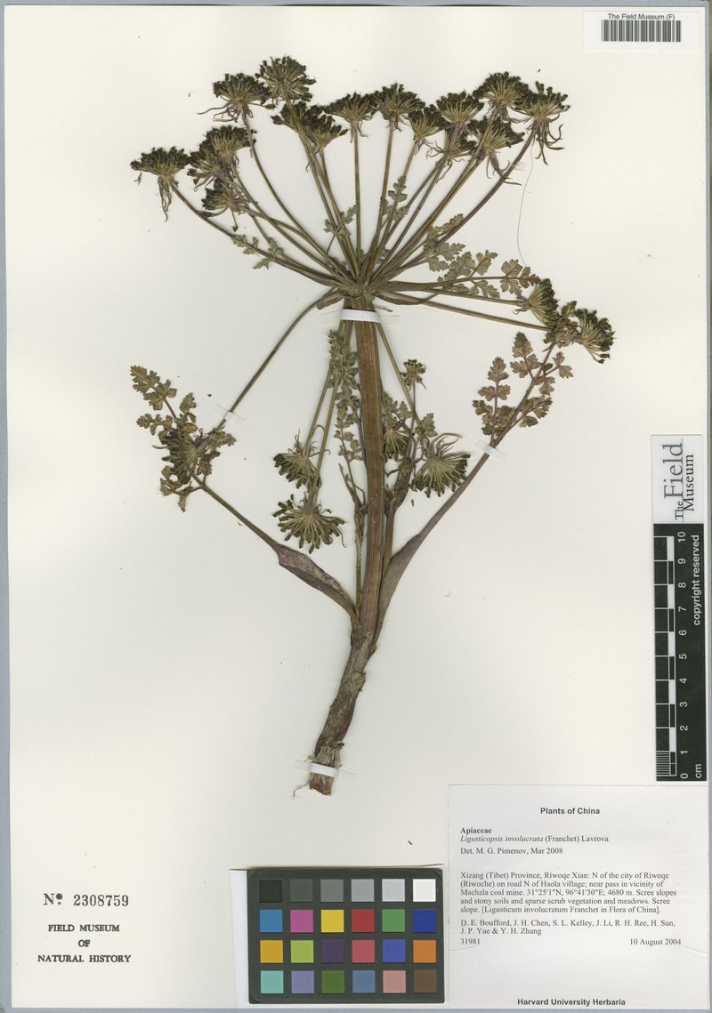 Ligusticopsis involucrata photo 4