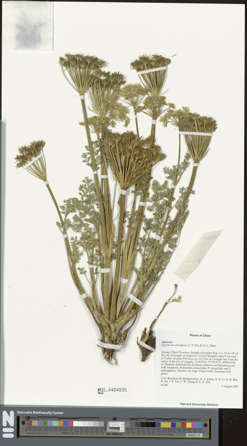 Ligusticopsis xizangensis