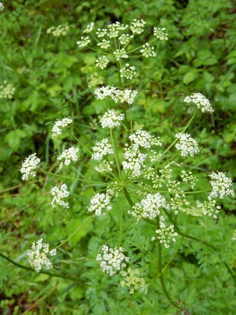 Celeryleaf Licorice-Root