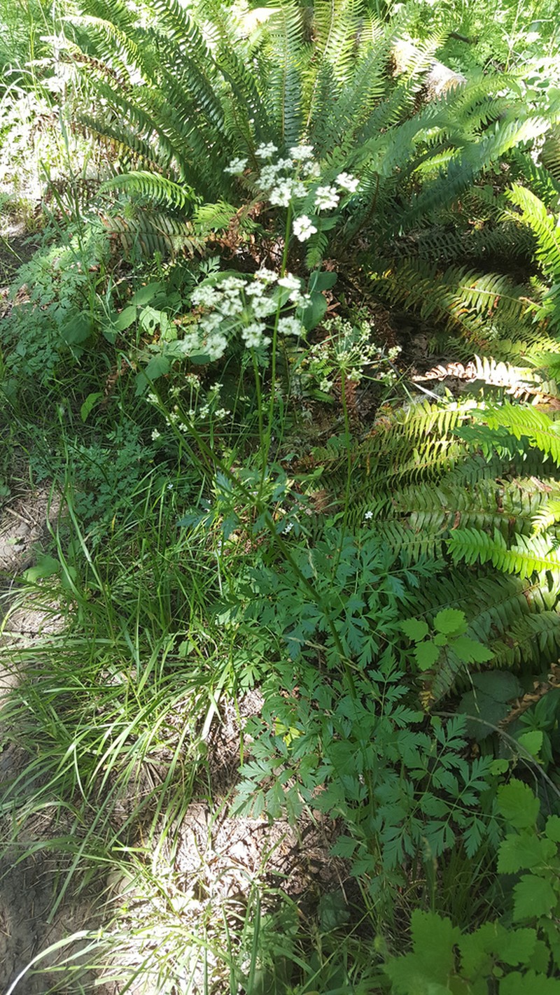 Celeryleaf Licorice-Root