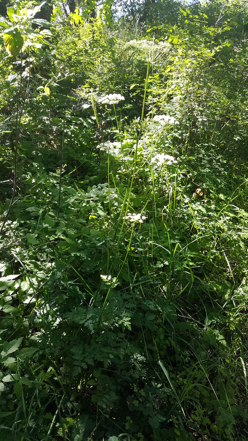 Celeryleaf Licorice-Root photo 2
