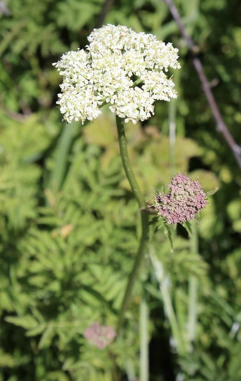 Celeryleaf Licorice-Root photo 3