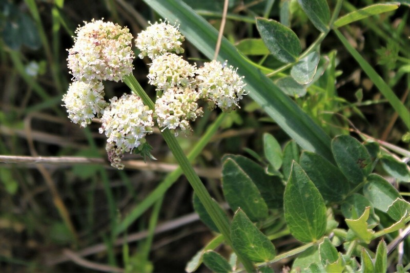 Celeryleaf Licorice-Root photo 4