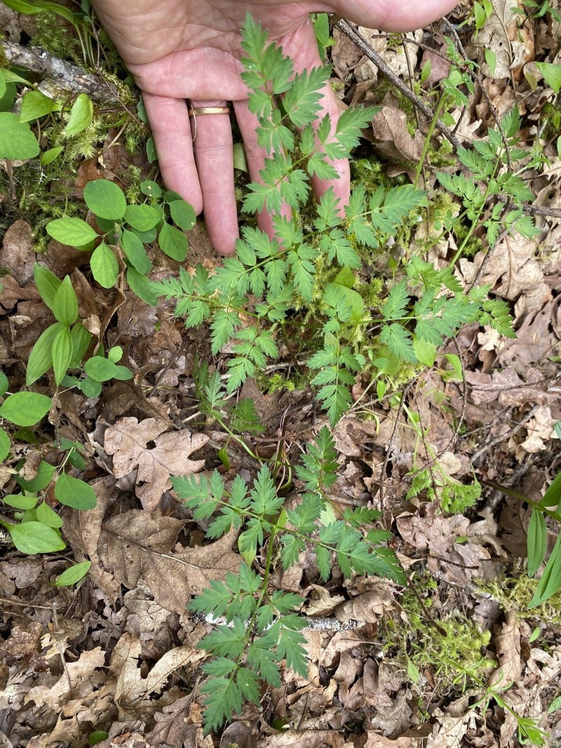 Celeryleaf Licorice-Root photo 5