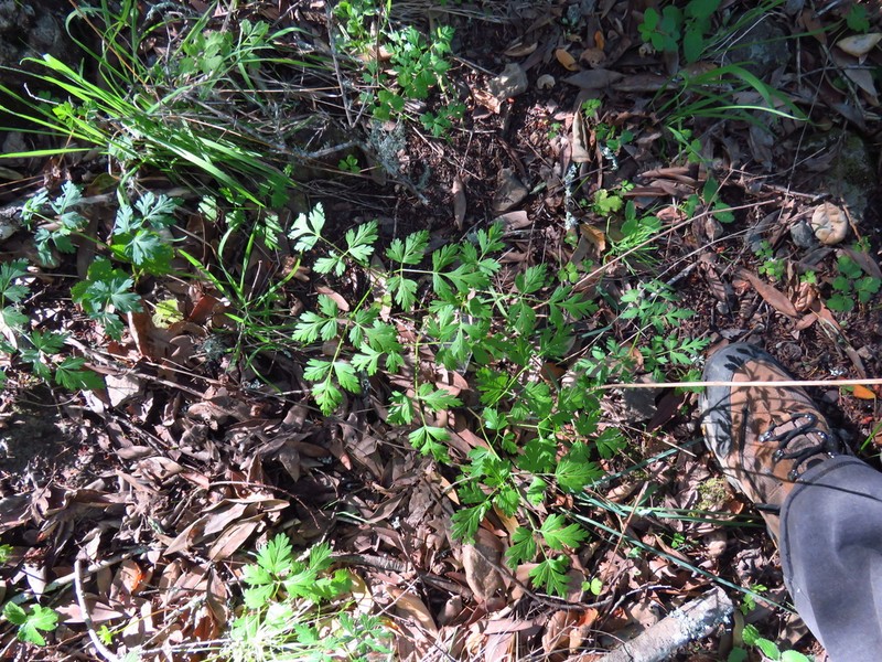 Celeryleaf Licorice-Root photo 7