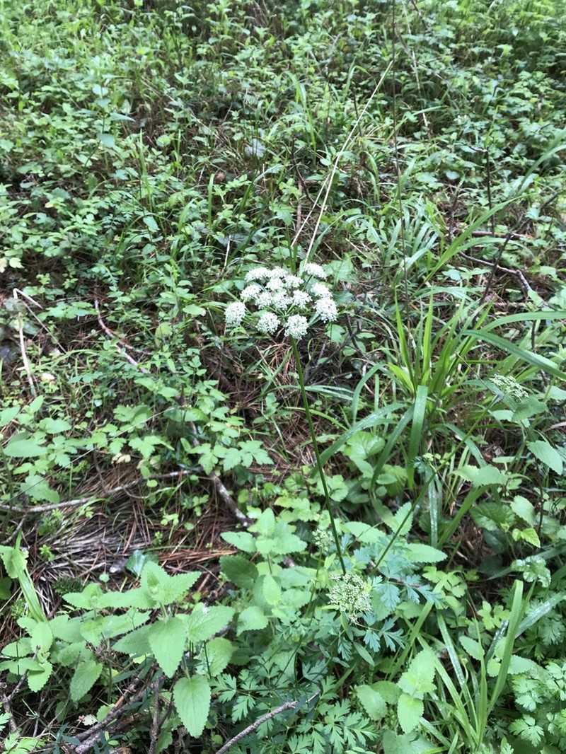 Celeryleaf Licorice-Root photo 8