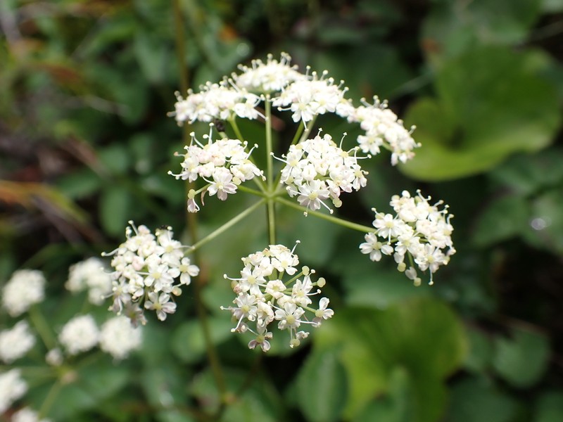 Calder's Licorice-Root