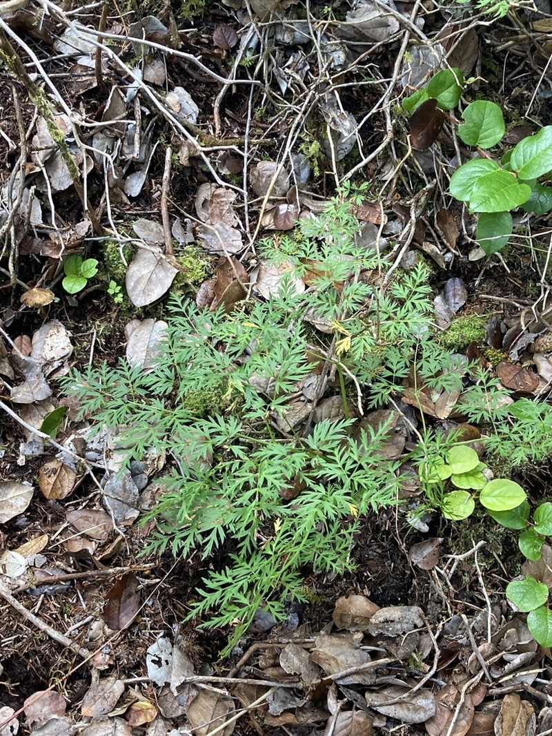 Calder's Licorice-Root photo 2