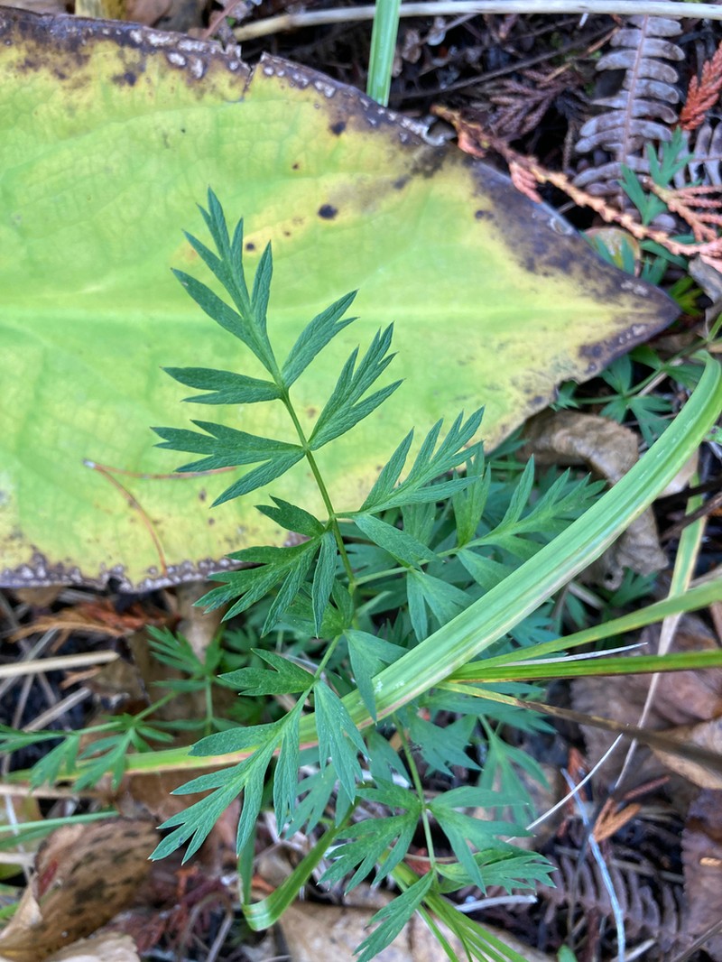 Calder's Licorice-Root photo 3