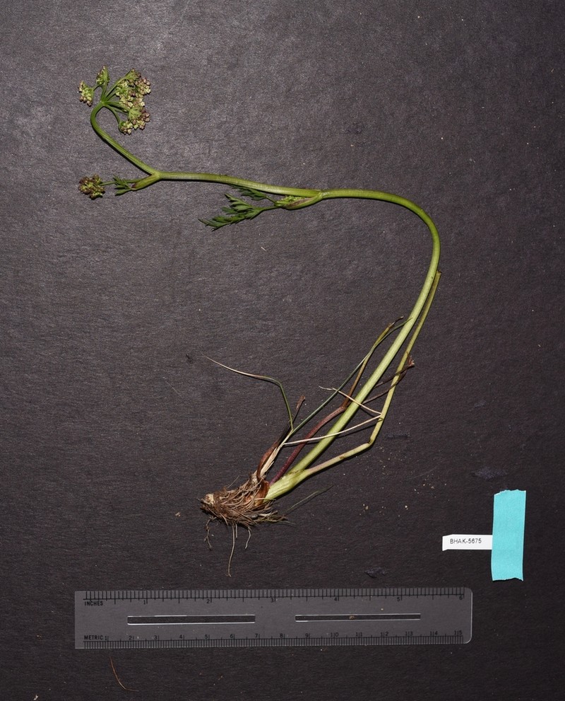 Calder's Licorice-Root photo 4