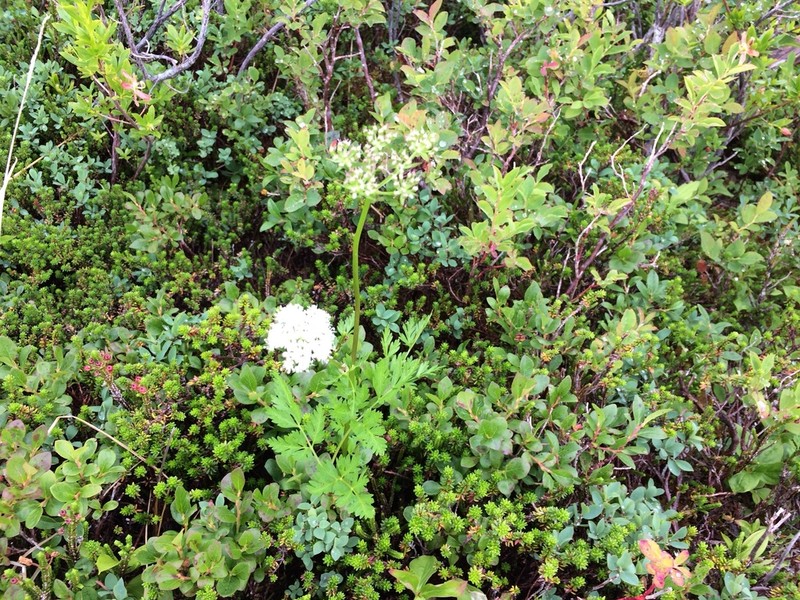 Calder's Licorice-Root photo 5