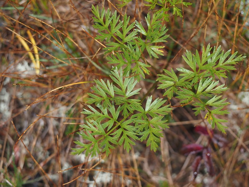 Calder's Licorice-Root photo 7