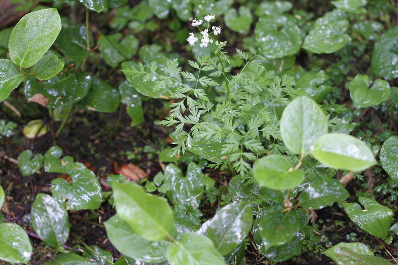 Calder's Licorice-Root photo 8