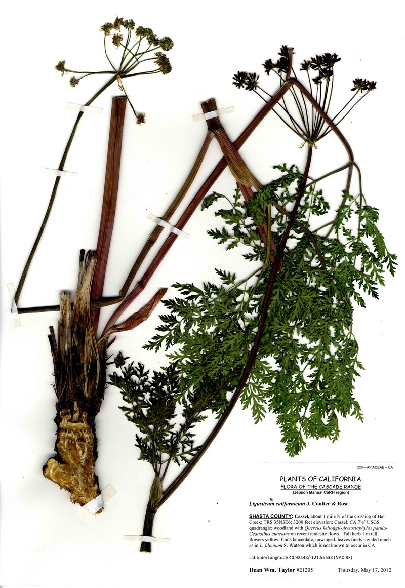 California Licorice-Root