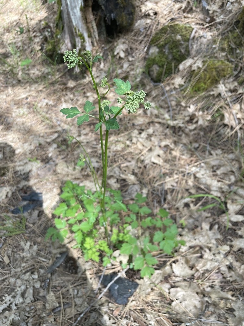 California Licorice-Root