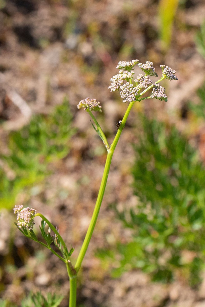 California Licorice-Root photo 2