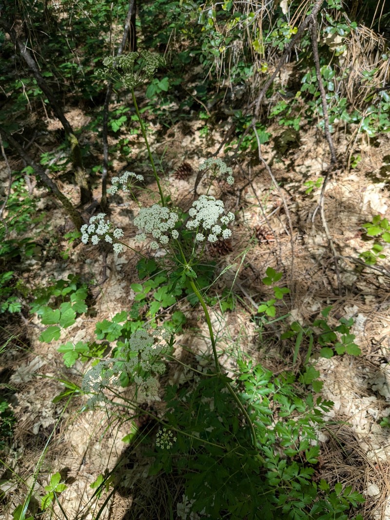 California Licorice-Root photo 5