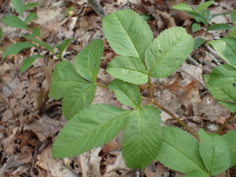Canadian Licorice-Root
