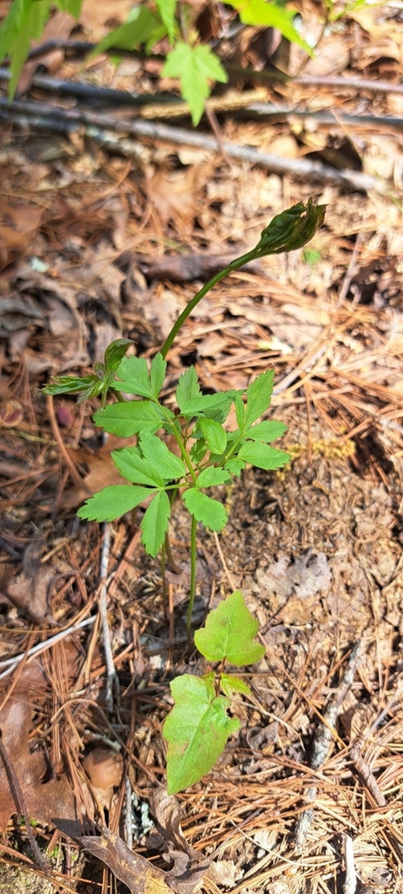Canadian Licorice-Root photo 2