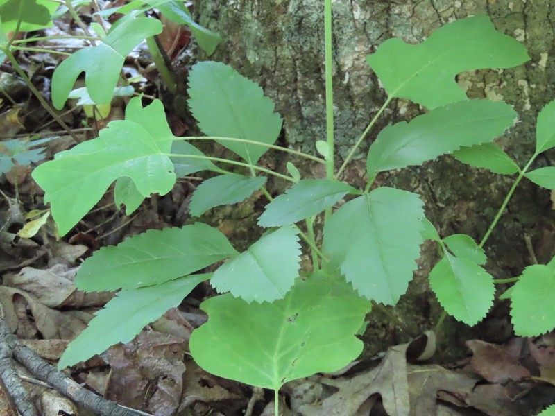 Canadian Licorice-Root photo 3