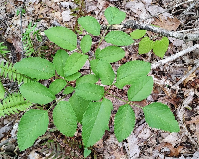 Canadian Licorice-Root photo 4
