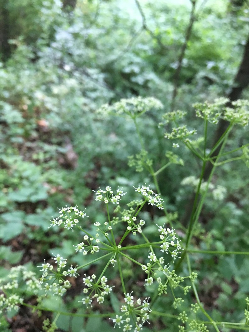 Canadian Licorice-Root photo 5