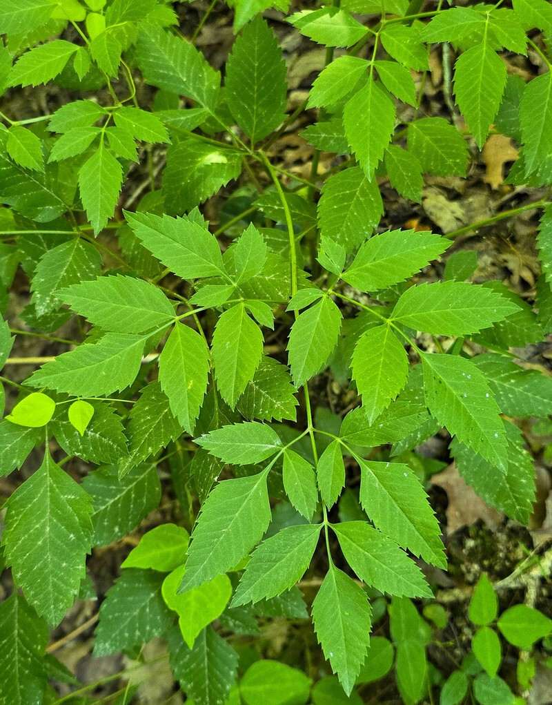 Canadian Licorice-Root photo 6