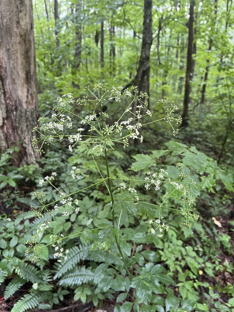 Canadian Licorice-Root photo 7