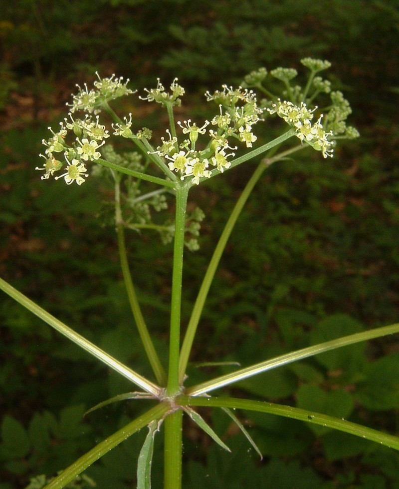 Canadian Licorice-Root photo 8